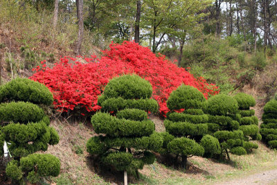 Ulsan Spring 2007 044