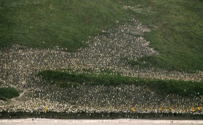 02-penguin-hill