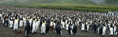 03-penguin-pano
