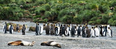 09-scruffychicks&hiddenseals