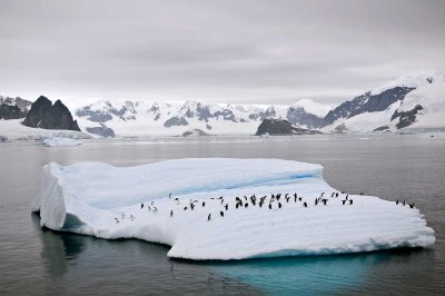 10-penguins-on-ice