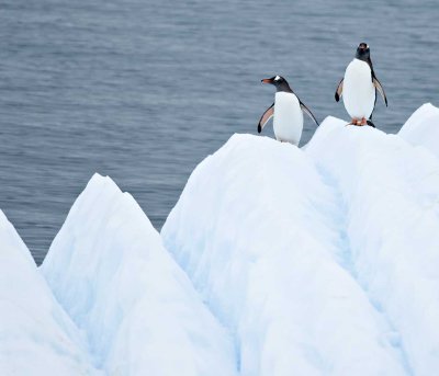 11-gentoos-on-ice