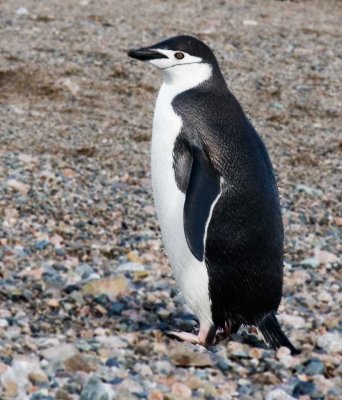 15-lone-chinstrap