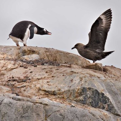 16-skua&gentoo-chick