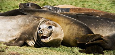 25-elephantseals