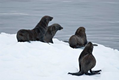 27-furseals-on-ice