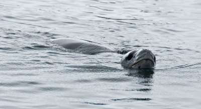 28-swimming-leopardseal