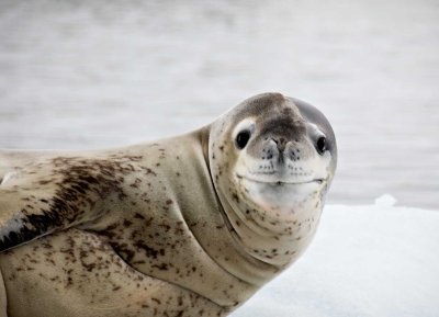 29-leopardseal