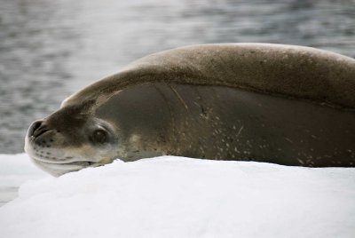 30-leopardseal2