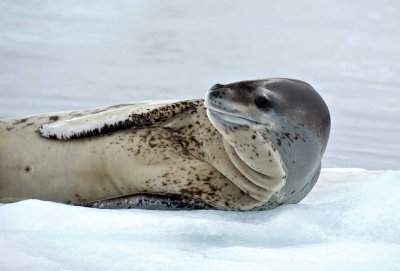 31-leopardseal3