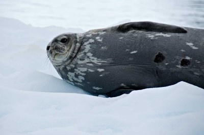 32-weddellseal