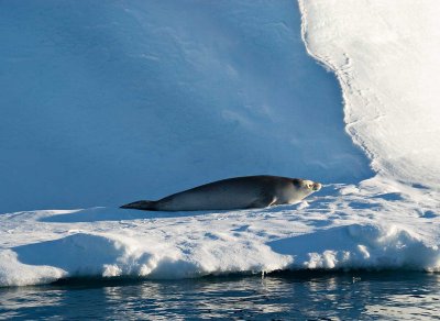 33-crabeaterseal