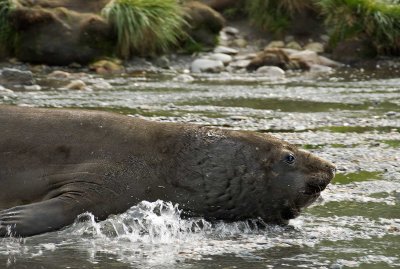 elephantseal-on-the-move.