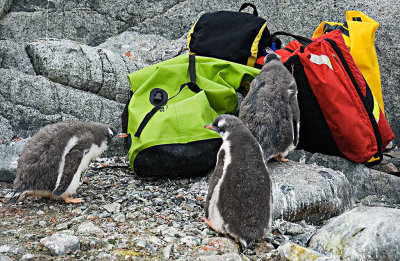 curious-chicks