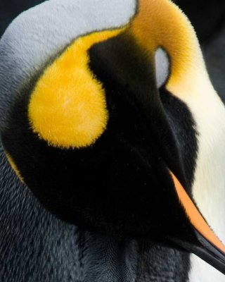 King closeup