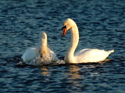 Swans etc.