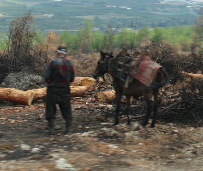 Woodcutter and donkey
