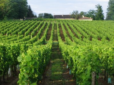 A vineyard at our hotel Chateau du Roques