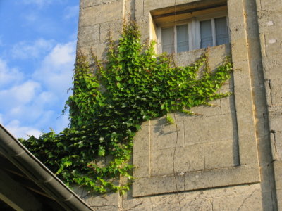 Ivy on Chateau du Roques