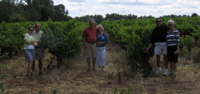In the vineyard