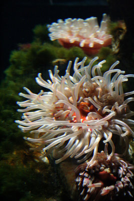 London Aquarium