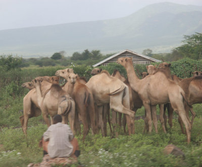 40-camels-near-samburu.jpg
