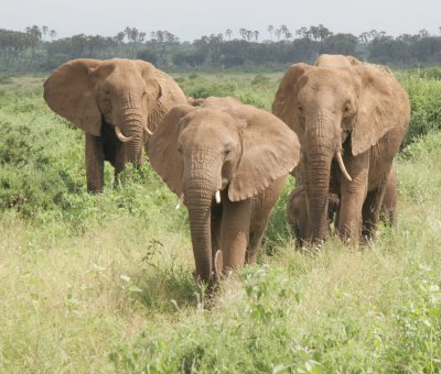 69-elephants.jpg