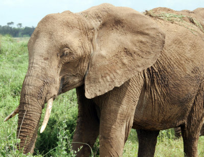 72-samburu-elephants.jpg