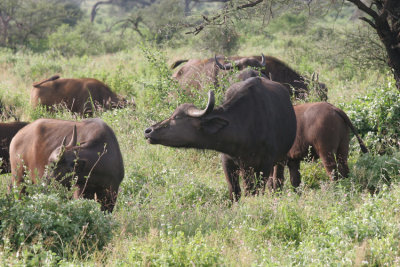 96-african-buffalo.jpg