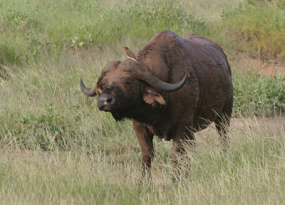 98-african-buffalo.jpg