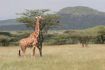 110-giraffe-samburu.jpg