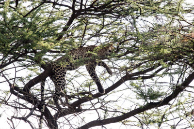 114-resting-leopard.jpg