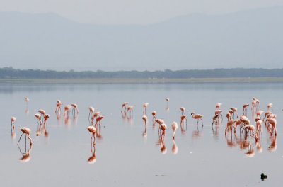 147-flamingos-nakuru.jpg