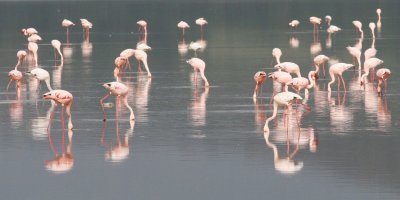 149-flamingos-nakuru.jpg