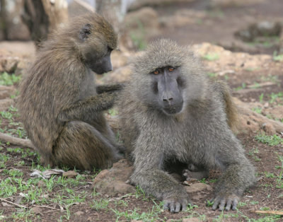 161--lake-nakuru-baboons.jpg