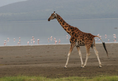162--lake-nakuru-giraffe.jpg