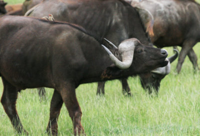 163-african-buffalo.jpg