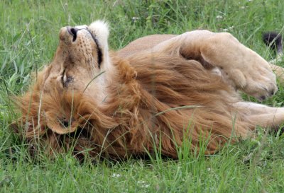 189-lion-masai-mara.jpg