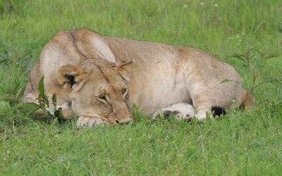 190-lioness-masai-mara.jpg