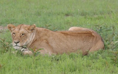 191-lioness-masai-mara.jpg