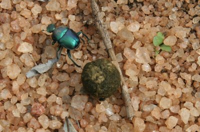 196-dung-beetle.jpg