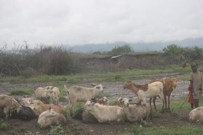 210-masai-goats.jpg