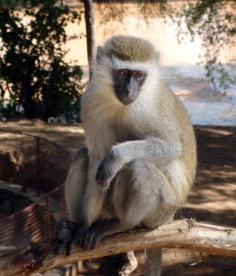 222-vervet-monkey-samburu.jpg