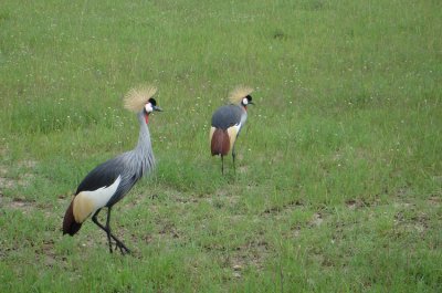 224-birds-masai-mara.jpg