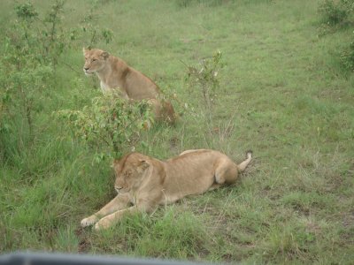 lionesses-masai-mara.jpg