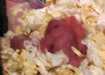 Day 1 Naked Newborns