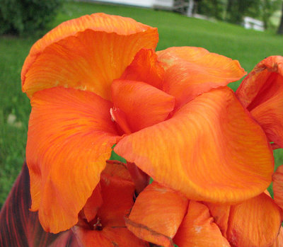 Orange Flower