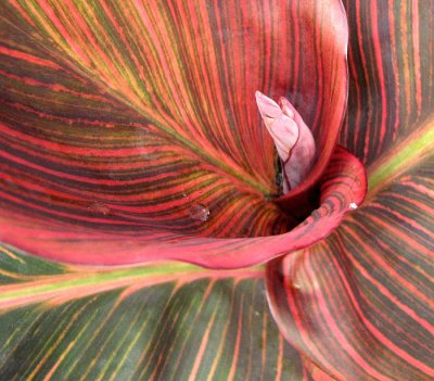 Red Striped Leaves