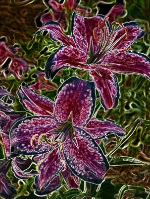 Variations on a Stargazer Lily Picture