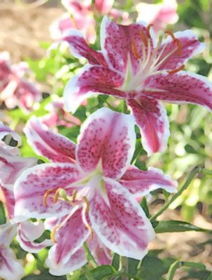 Variations on a Stargazer Lily Picture